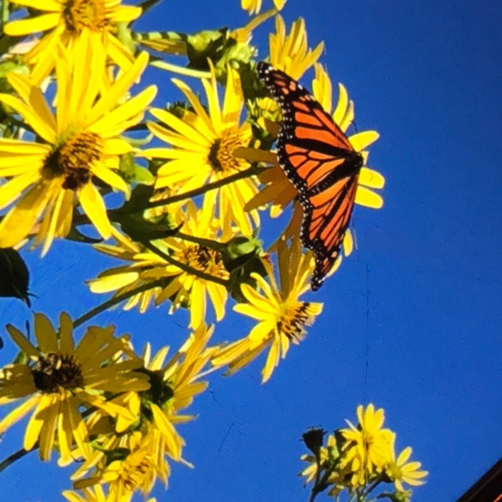 Meet your Posher, Tina